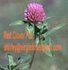 Red Clover P.E. (Shirley At Virginforestplant Dot Com)